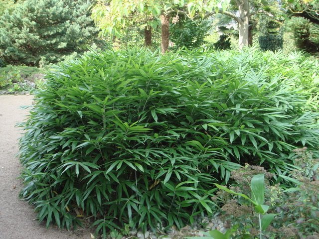 Sasa palmata